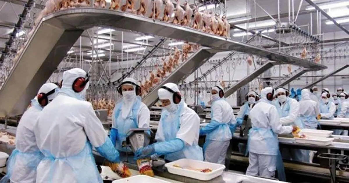 Trabalhadores em linha de processamento de frigorífico.